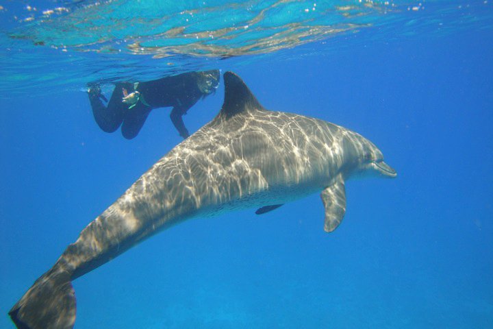 Sara e il delfino con la pinna diversa